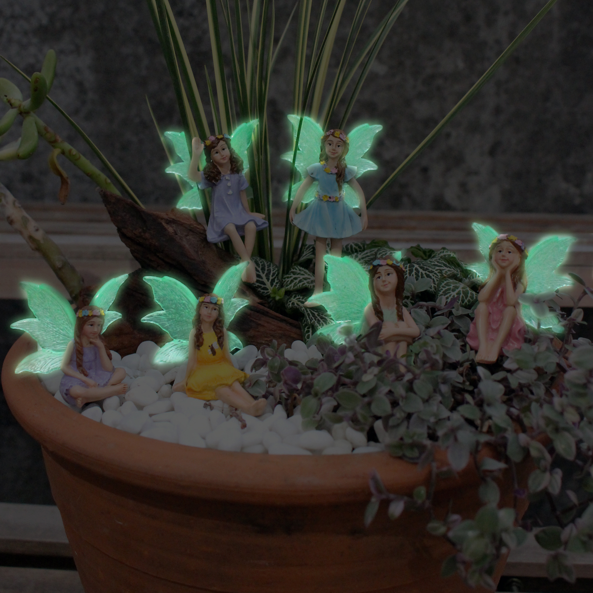 6 Stück Nachtlicht Flügel Blum – Bonsai Garden World Bewertung und Preis