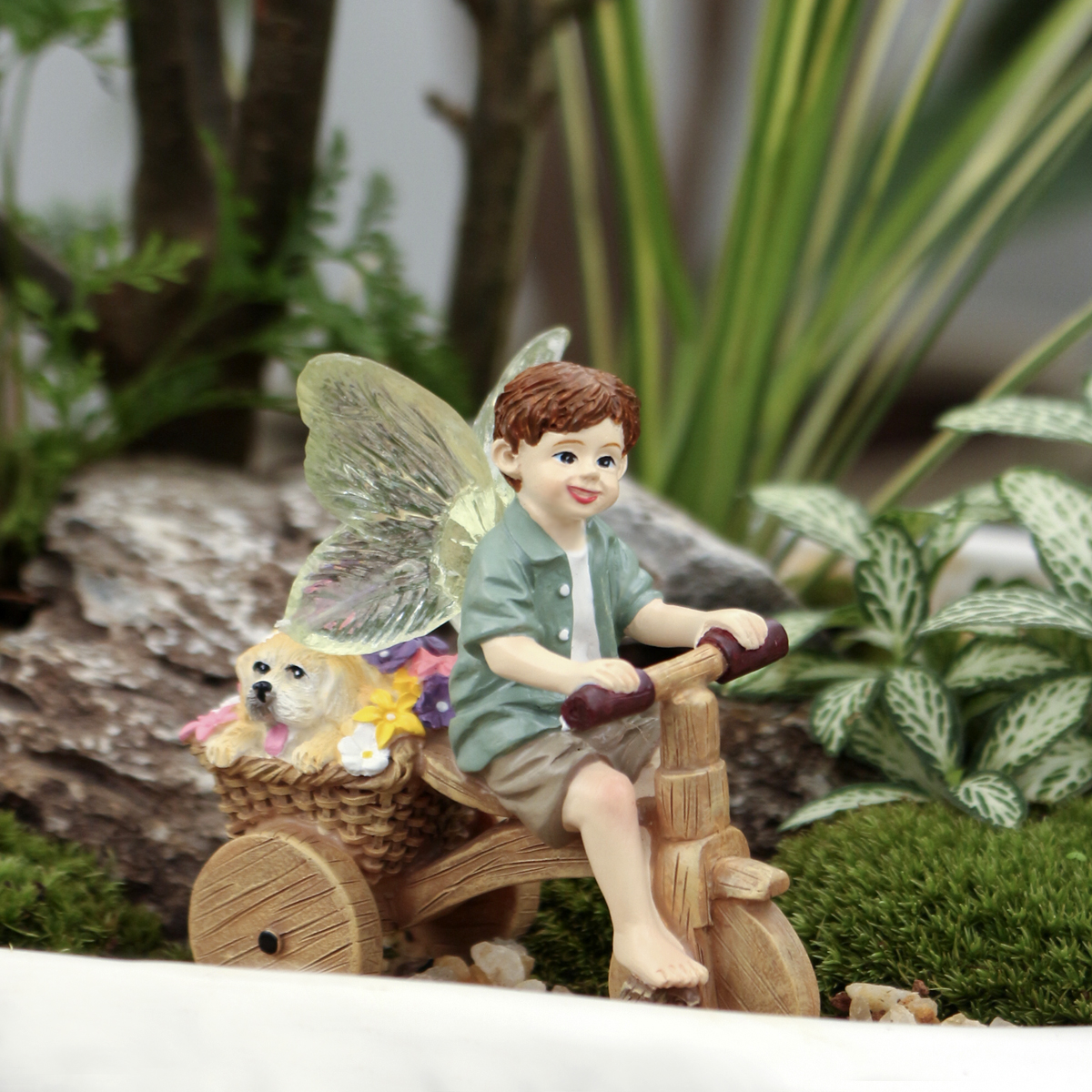 1 Stück Transparente Geflügelt – Bonsai Garden World Bewertung und Preis