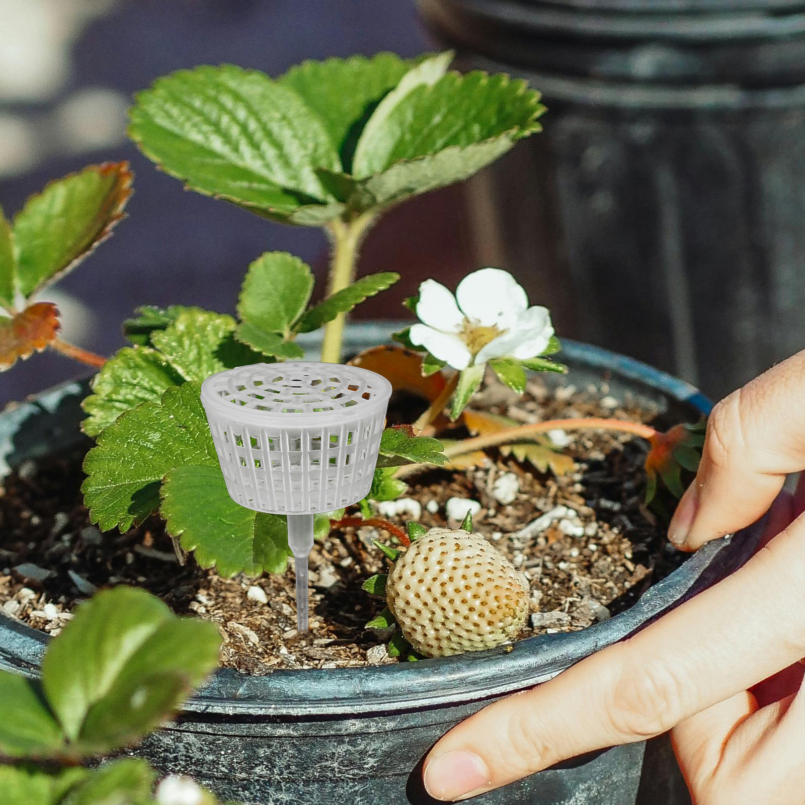 10 Stück Düngerdose mit Kunsts – Bonsai Garden Usa Bewertung und Preis