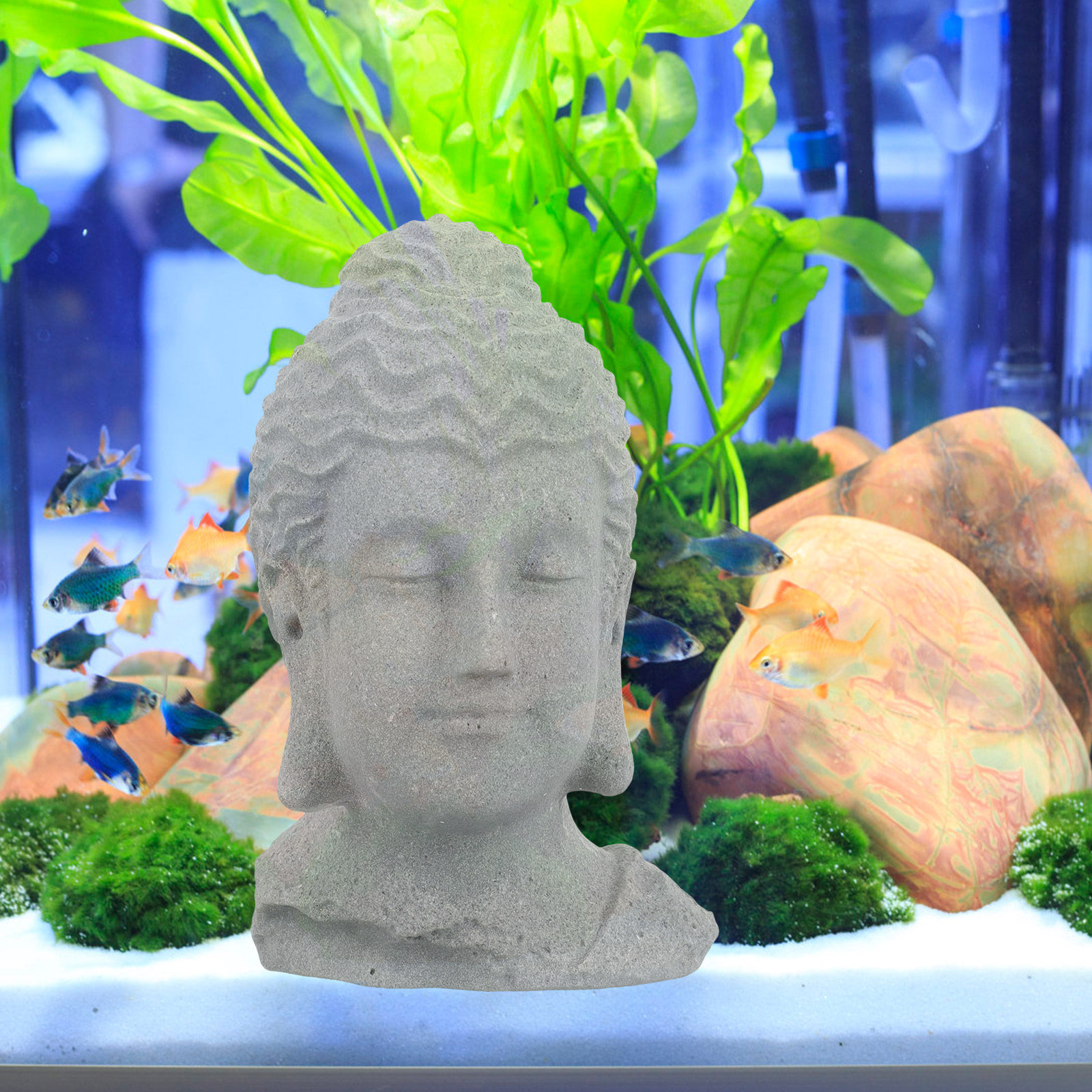 Meditierender Buddha-Kopf-Stat – Bonsai Garden Usa Bewertung und Preis